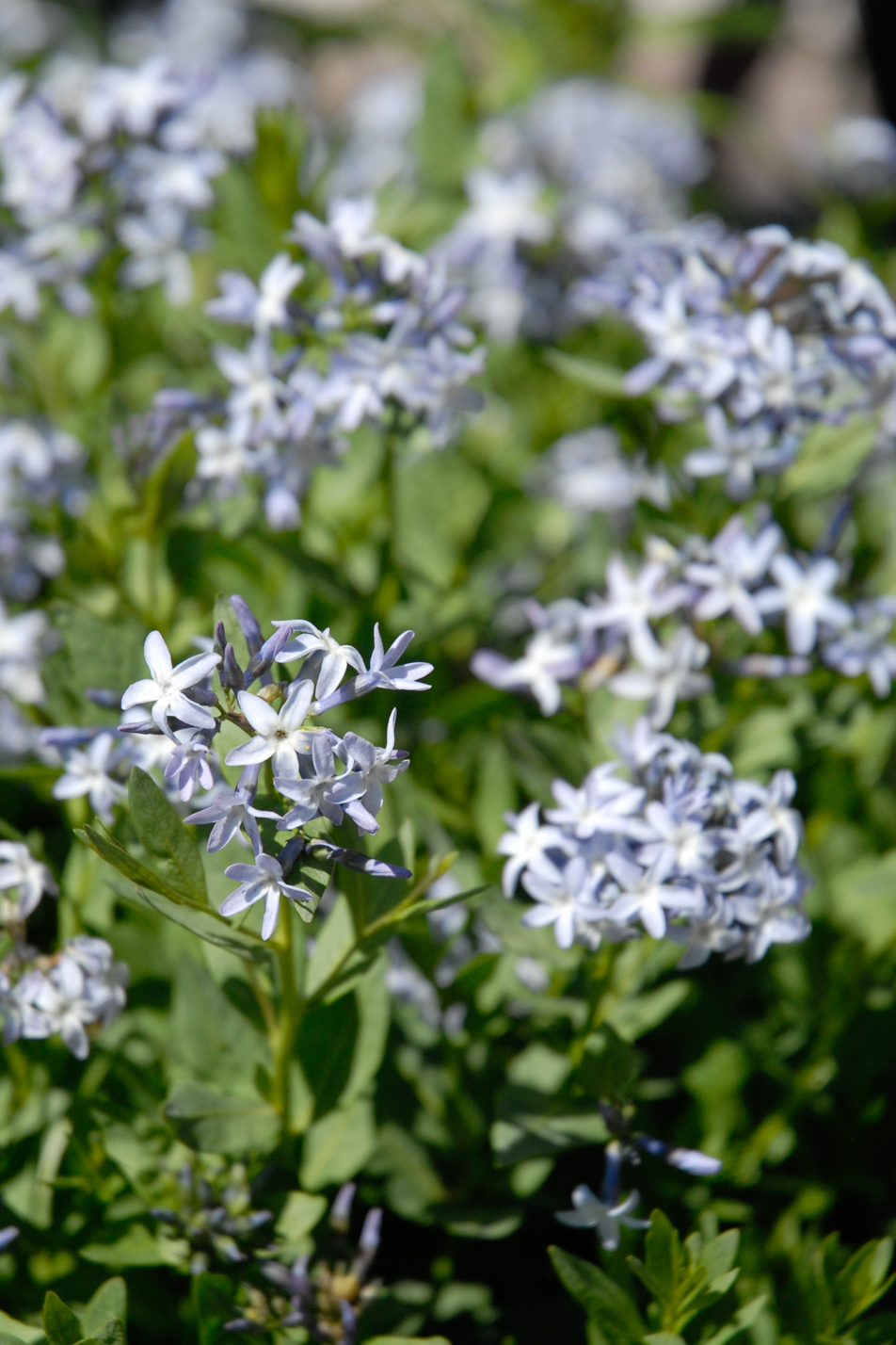 Colorado Desert Blue Star